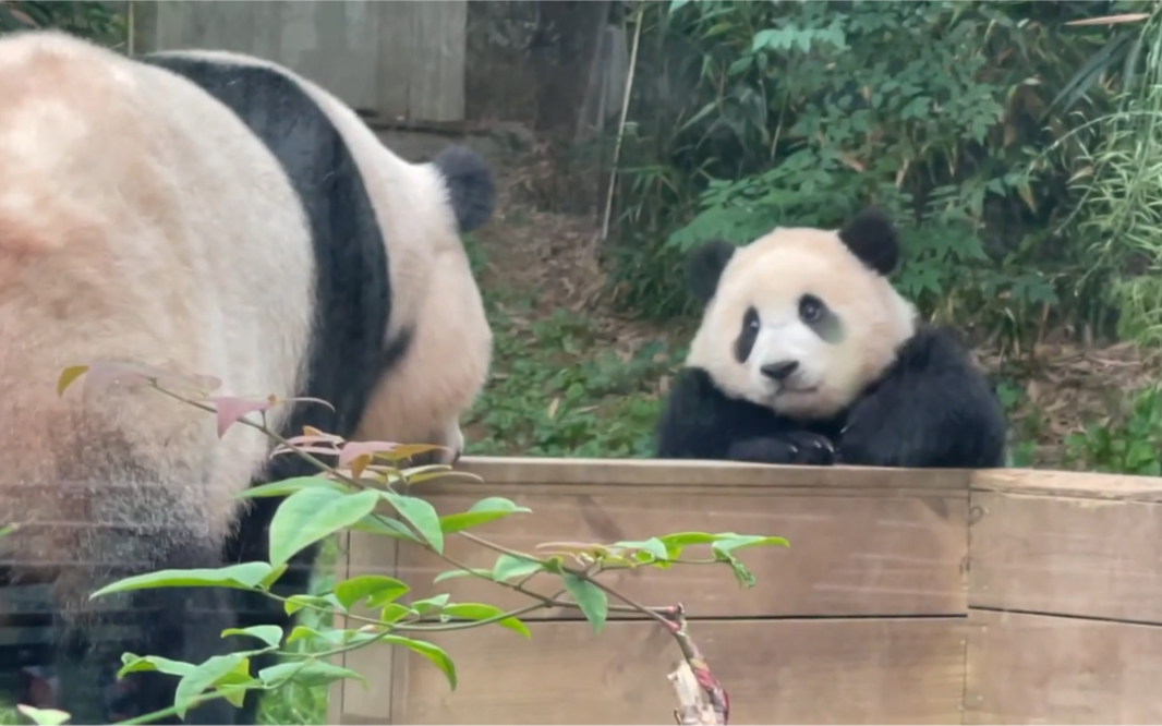 [图]210503 大熊猫福宝：妈咪 我们出去耍好不好？