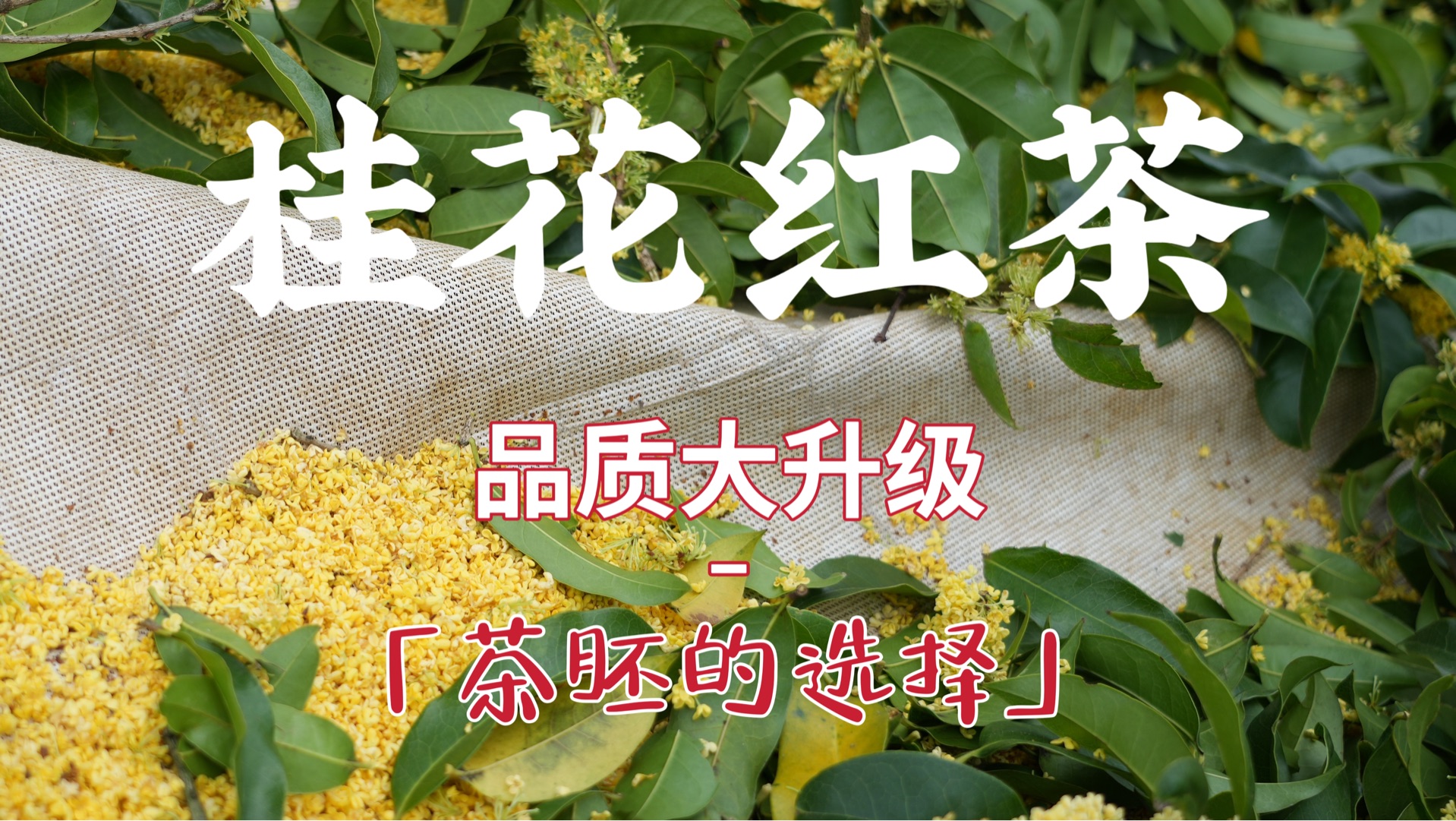 【松栖茶叶】2024年桂花红茶来啦,挑选茶胚很重要!!聊一聊我的选茶思路~哔哩哔哩bilibili