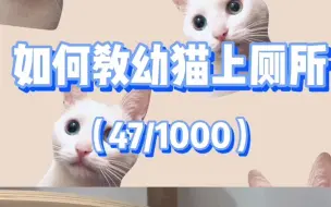 Download Video: 【养猫科普】四步轻松教会幼猫上厕所，新手必看