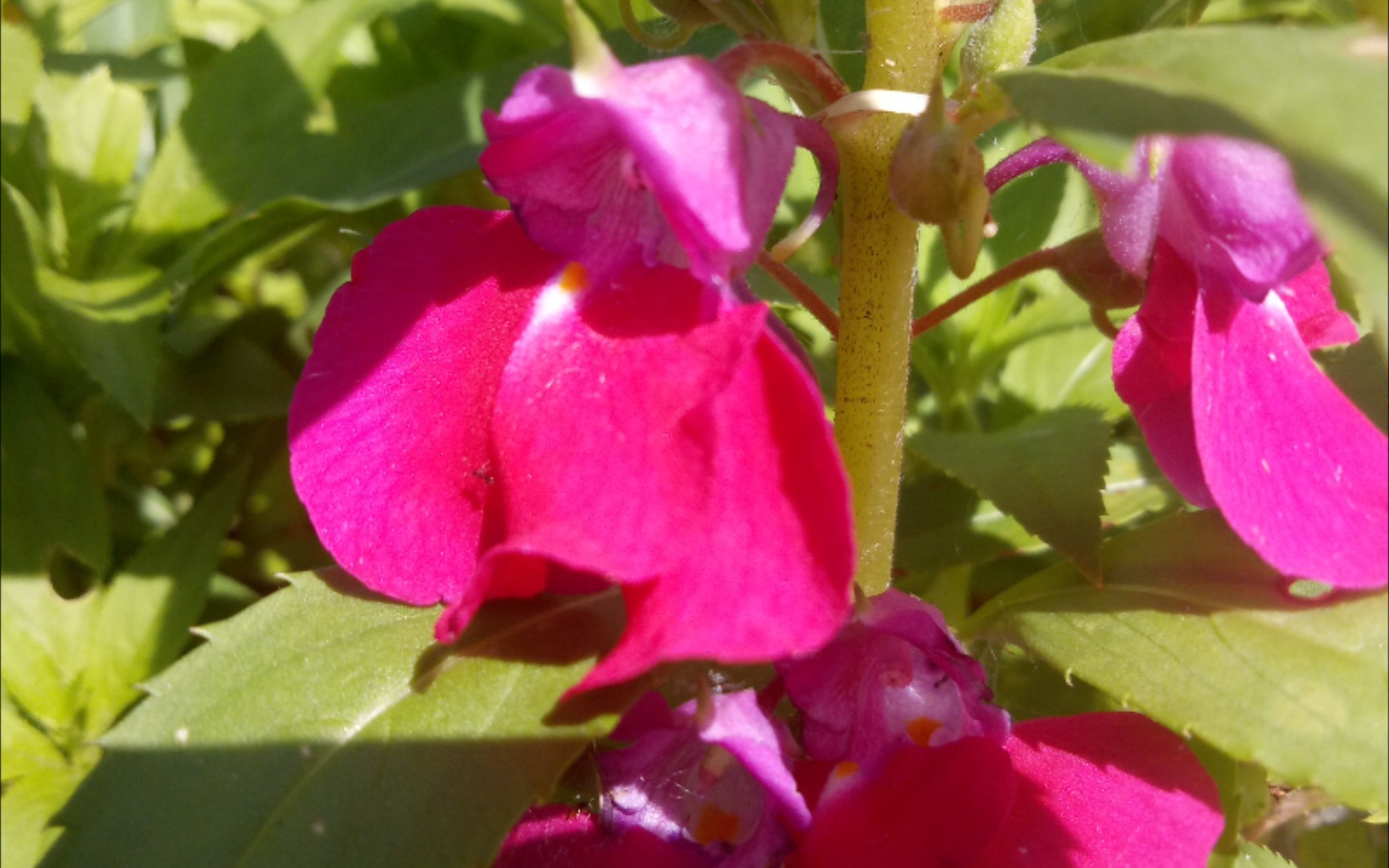 【凤仙花】单瓣凤仙花