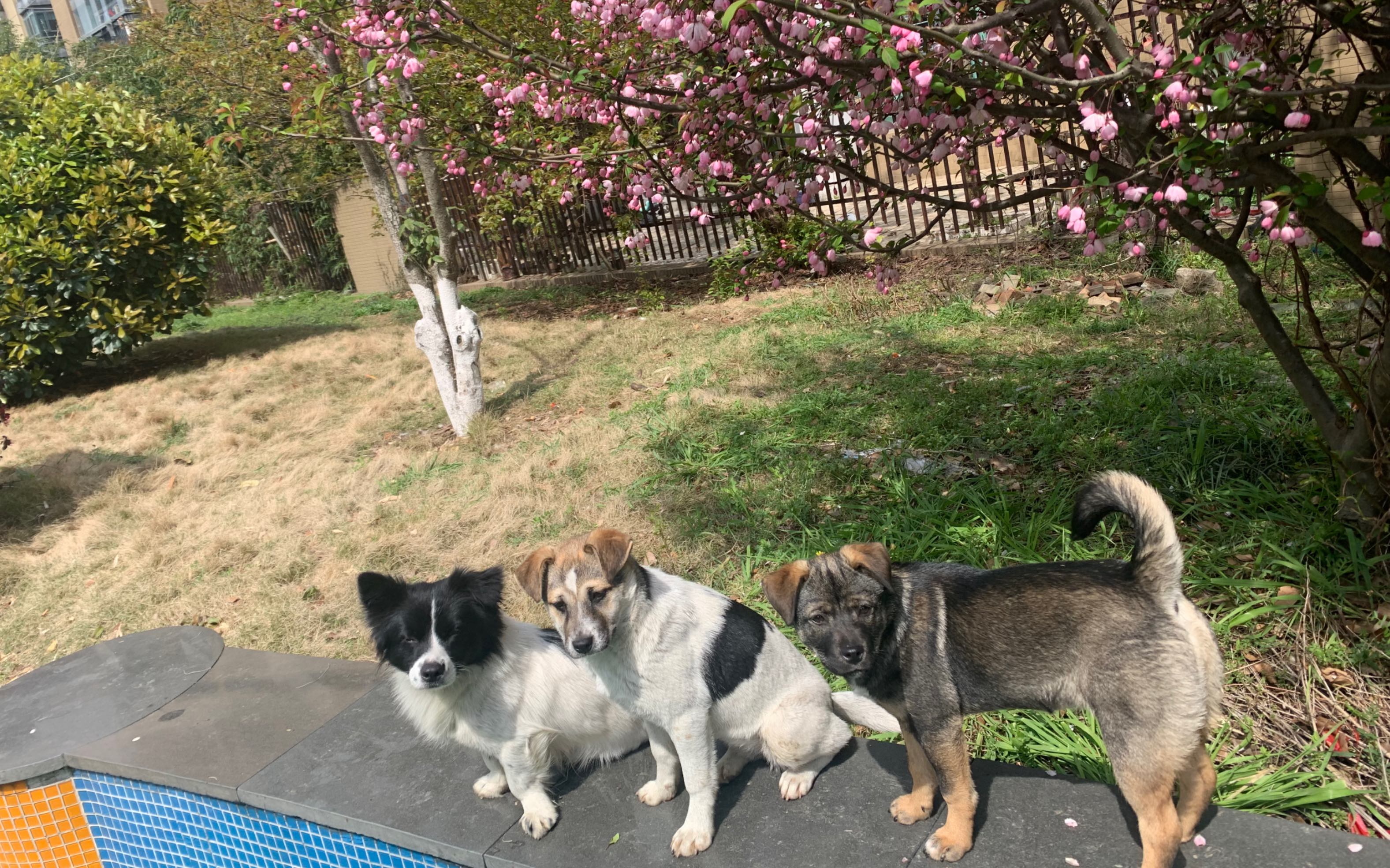 樱花树下排排坐的三只小可爱