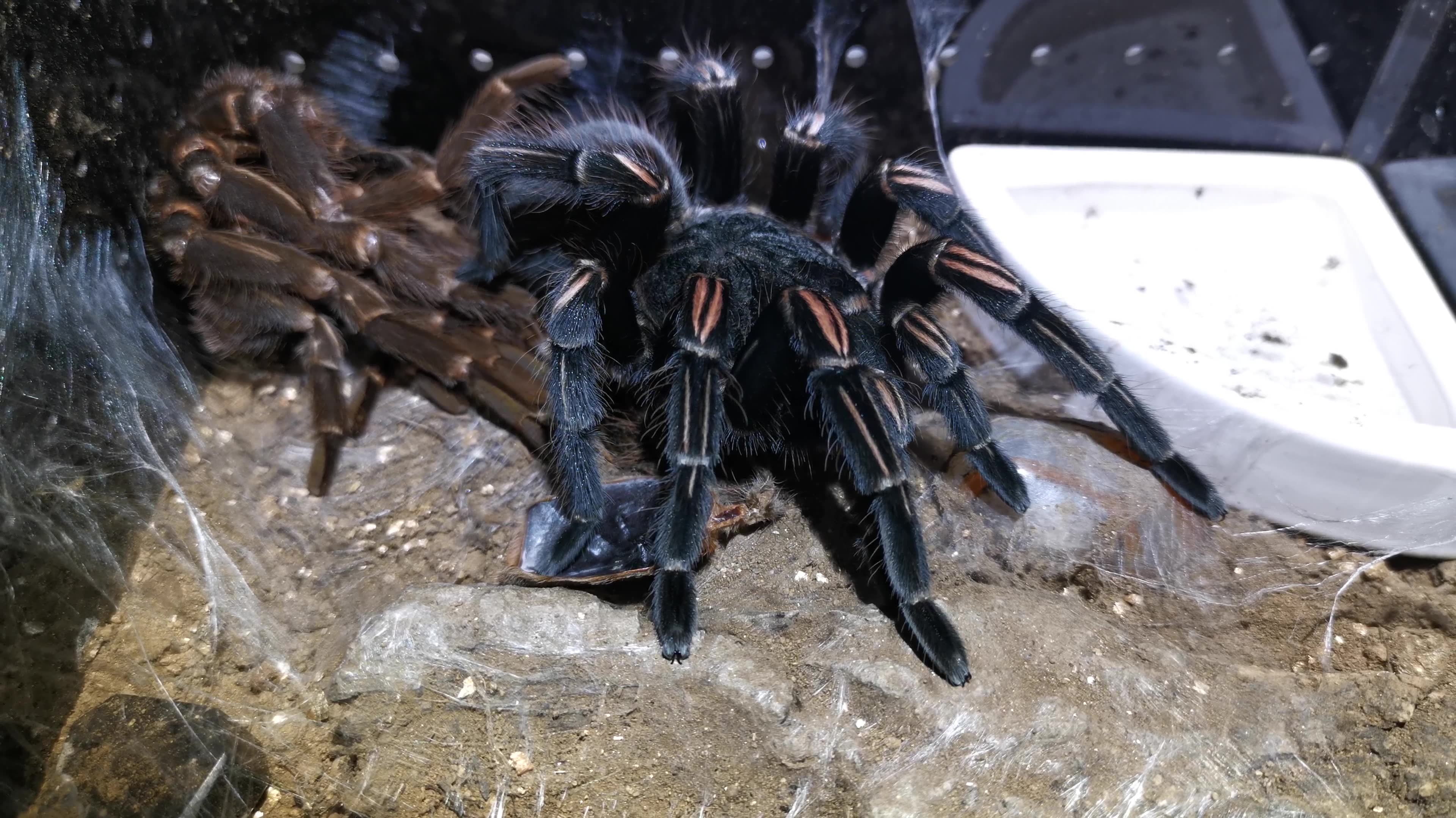 秘鲁巨人橙间纹19 成体母蜕皮(lasiodorides striatus)