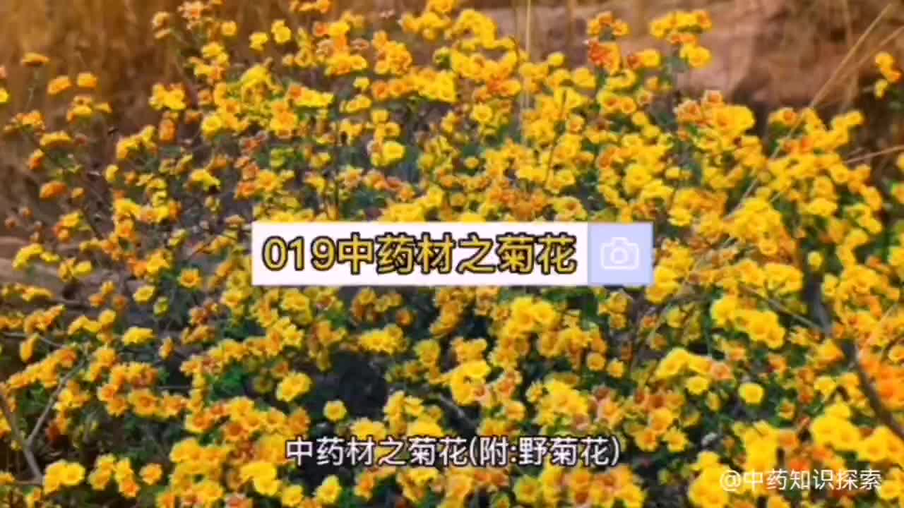 019中药材知识分享之菊花哔哩哔哩bilibili