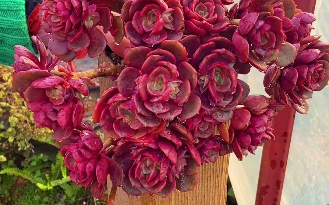 宝宝们正在直播,新品大红袍12.8米开炸,还有很多清棚浮力哦!