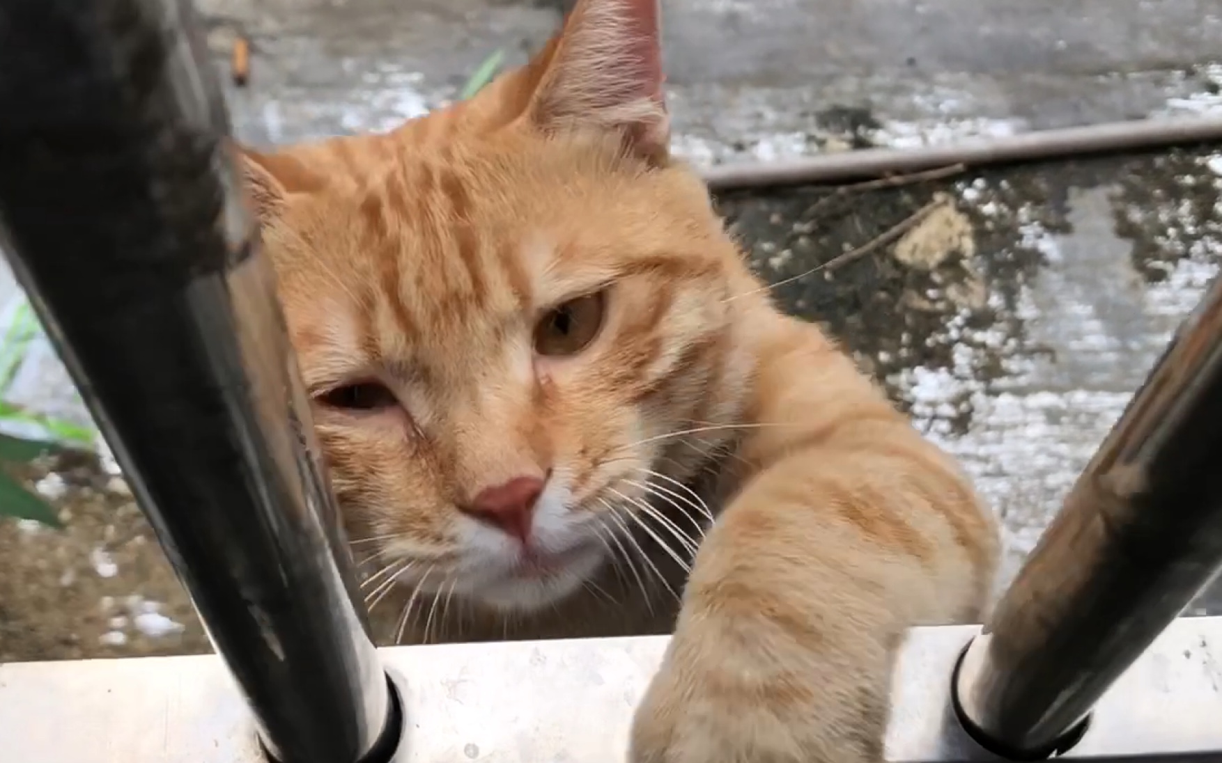两只猫咪超级搞笑的爬窗姿势