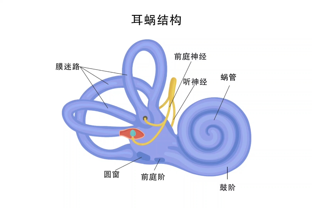 耳蜗简图图片