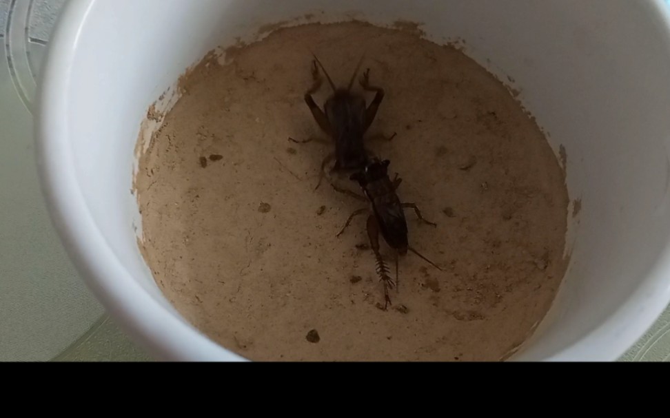 多伊棺头蟋打斗2