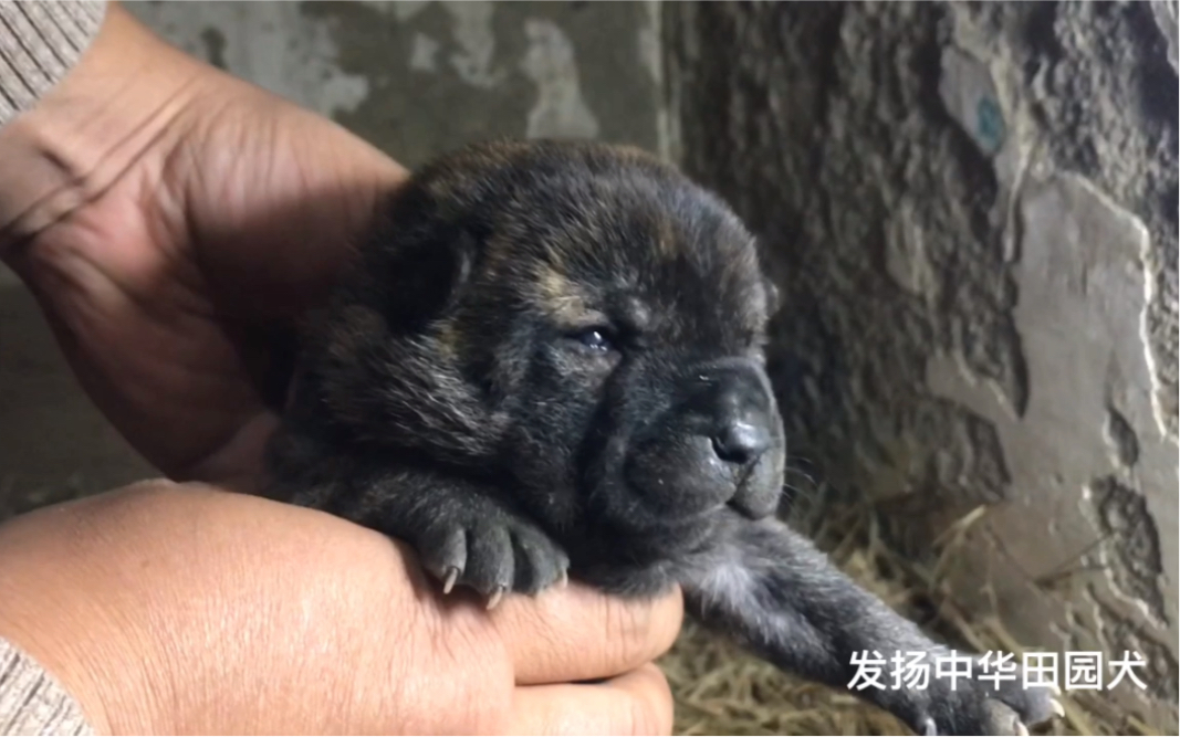 b站热心的小伙伴说要看大白生的小狗!