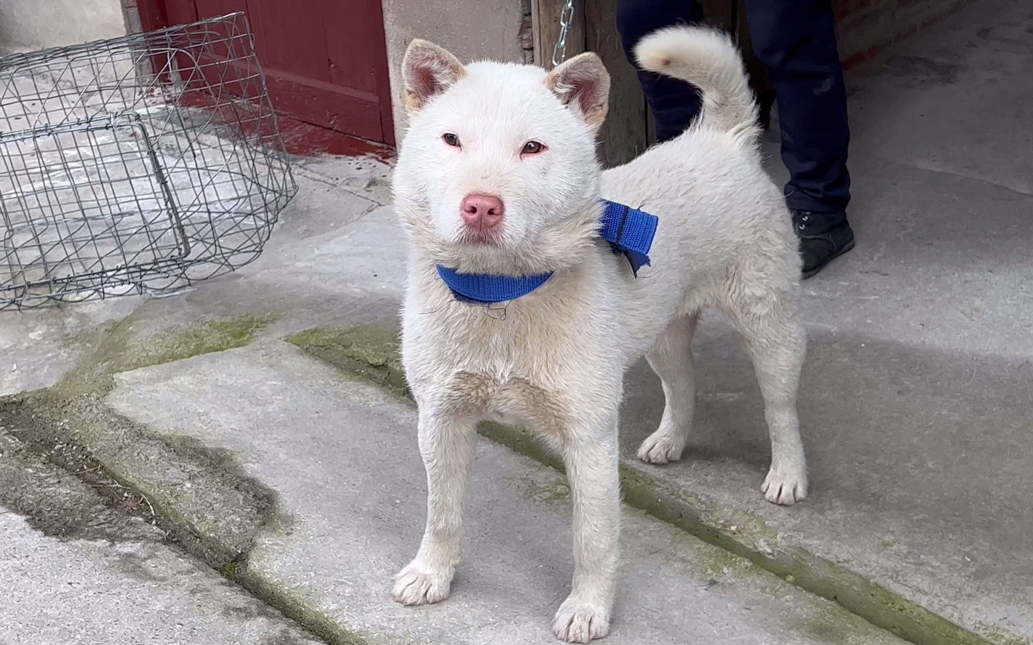 极品下司犬幼犬图片图片