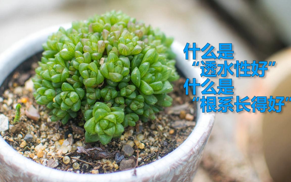 【多肉植物】超实用的小知识点:拍拍“透水性好”和“根系长得好”哔哩哔哩bilibili