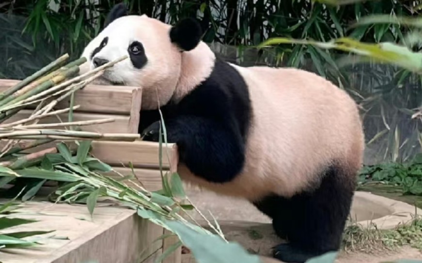 福宝的各种妖娆坐姿合集