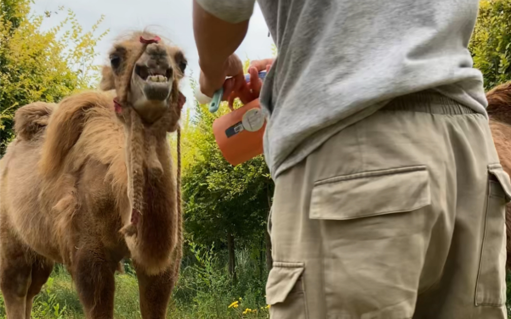 读懂骆驼的表情很难嘛?