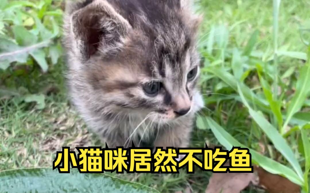 小猫咪居然不吃鱼哔哩哔哩bilibili