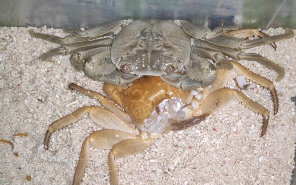 毛足陆方蟹终于退壳了_哔哩哔哩_bilibili