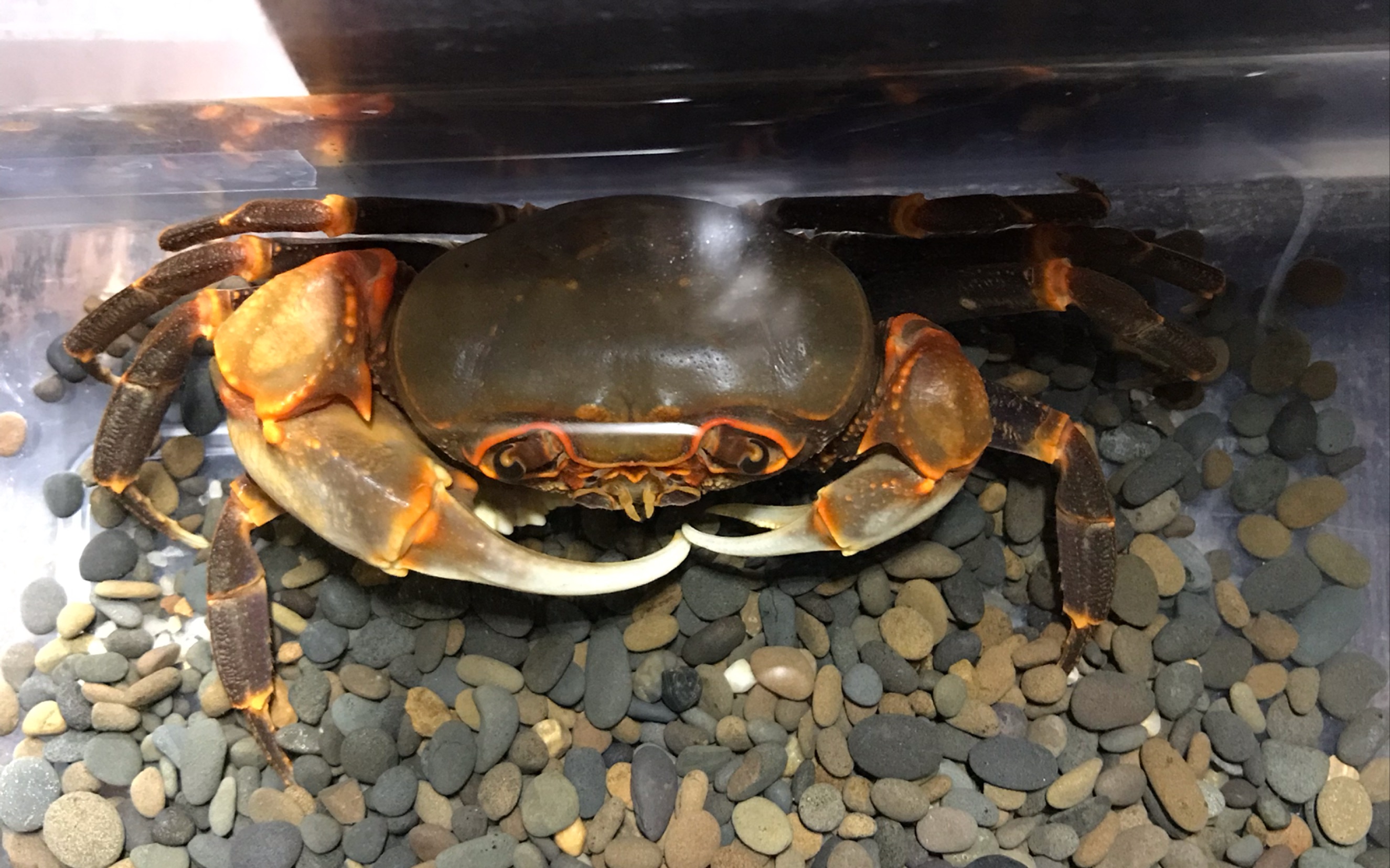 广西产南海溪蟹捕鱼