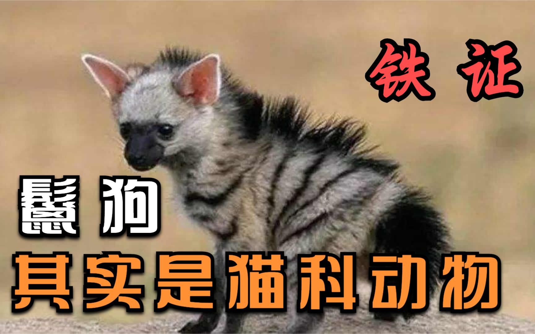 鬣狗是猫科动物的铁证!鬣狗并非犬科,鬣狗不是狗!哔哩哔哩bilibili