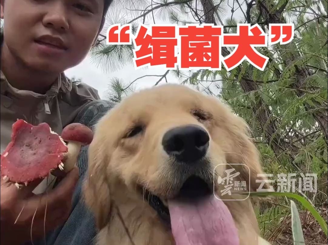 “缉菌犬”!从小在云南长大的狗狗是会捡菌的,主人带着狗子上山捡菌收获满满!哔哩哔哩bilibili