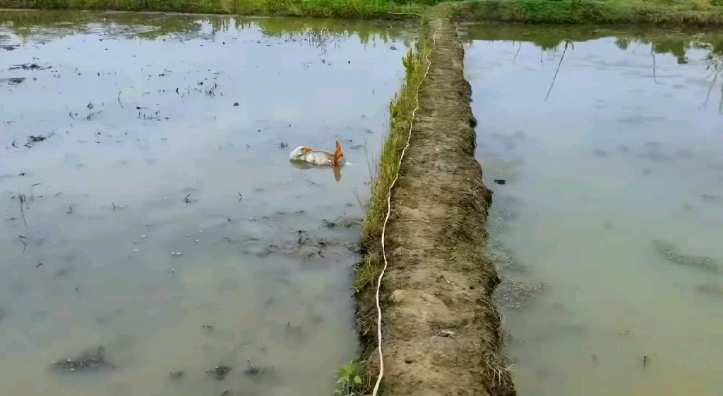 [图]可怜的大鹅，倒在水里了。