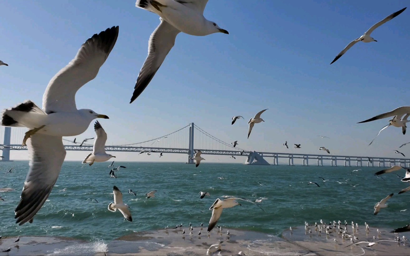 星海公园海鸥图片