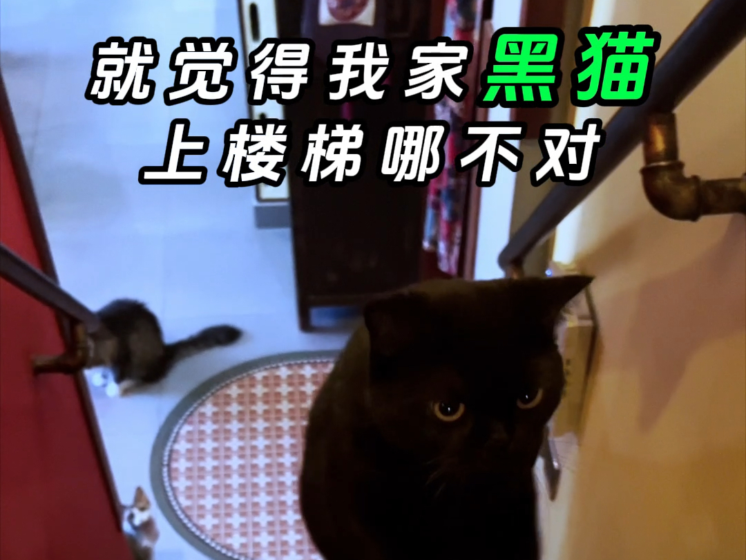 黑猫上楼梯时,我可不可以叫她“八爪猫”?哔哩哔哩bilibili