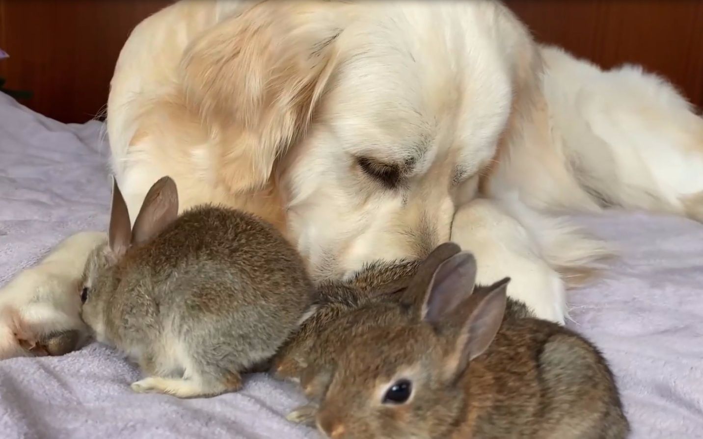 可爱的小兔子认为金毛猎犬是他们的妈妈