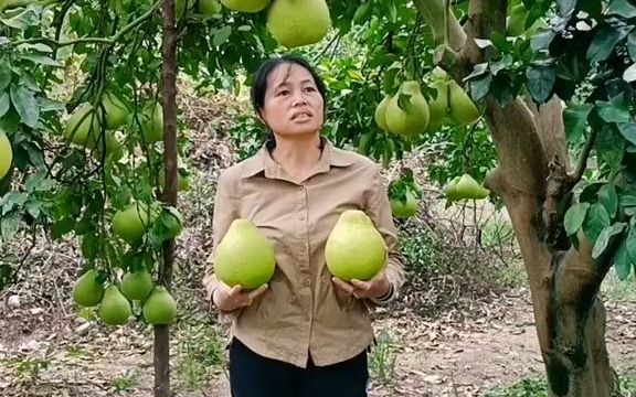 [图]【新农村】江永香柚全程使用微生物菌剂和冲施肥、叶面肥！