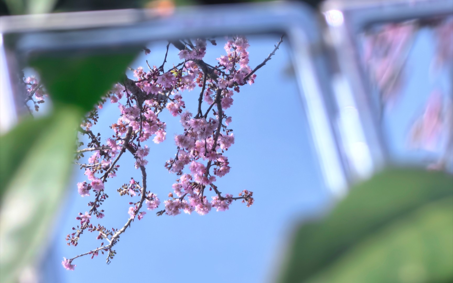 [图]温暖又治愈！春天的花花