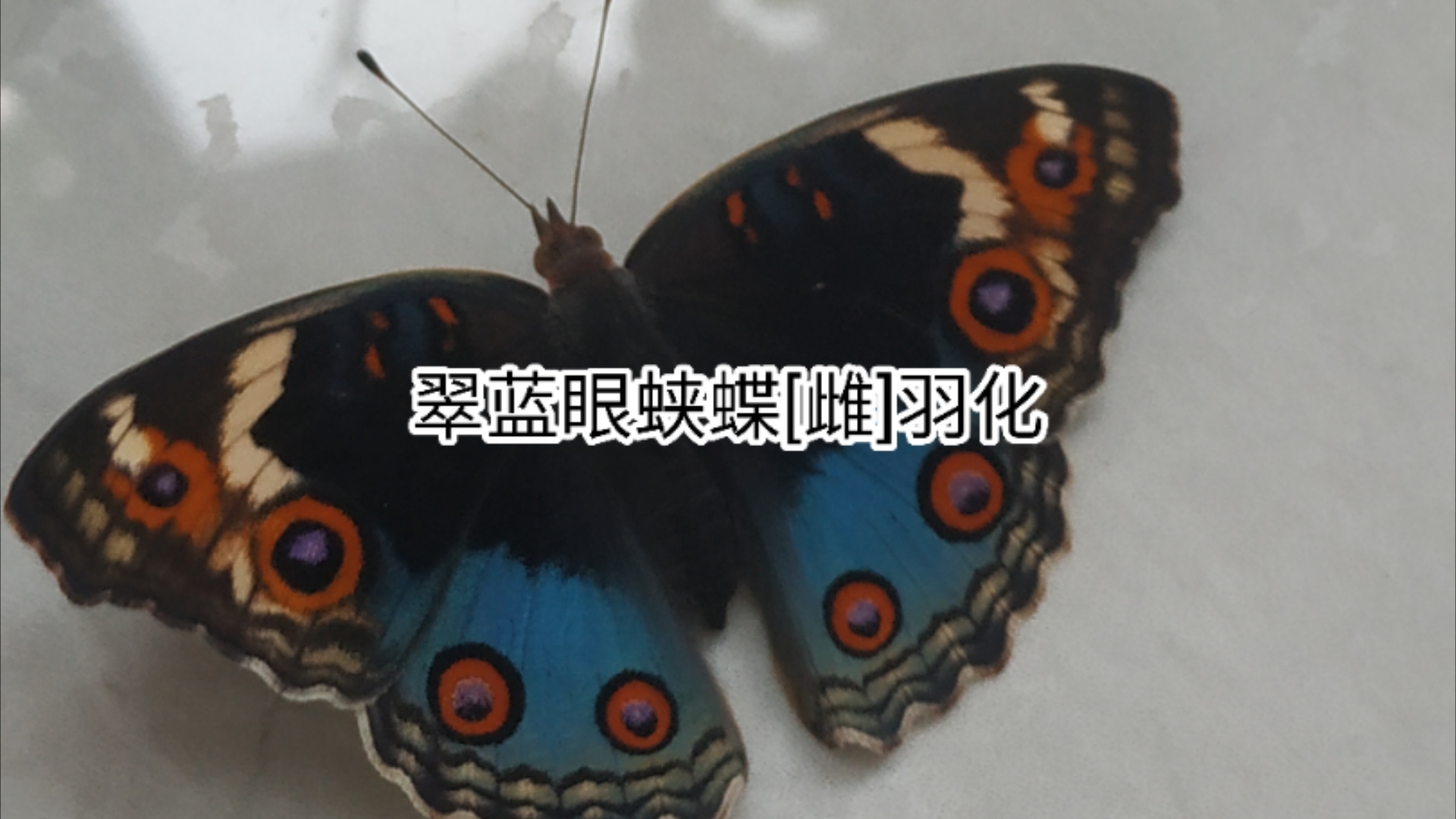 翠蓝眼蛱蝶[雌]羽化