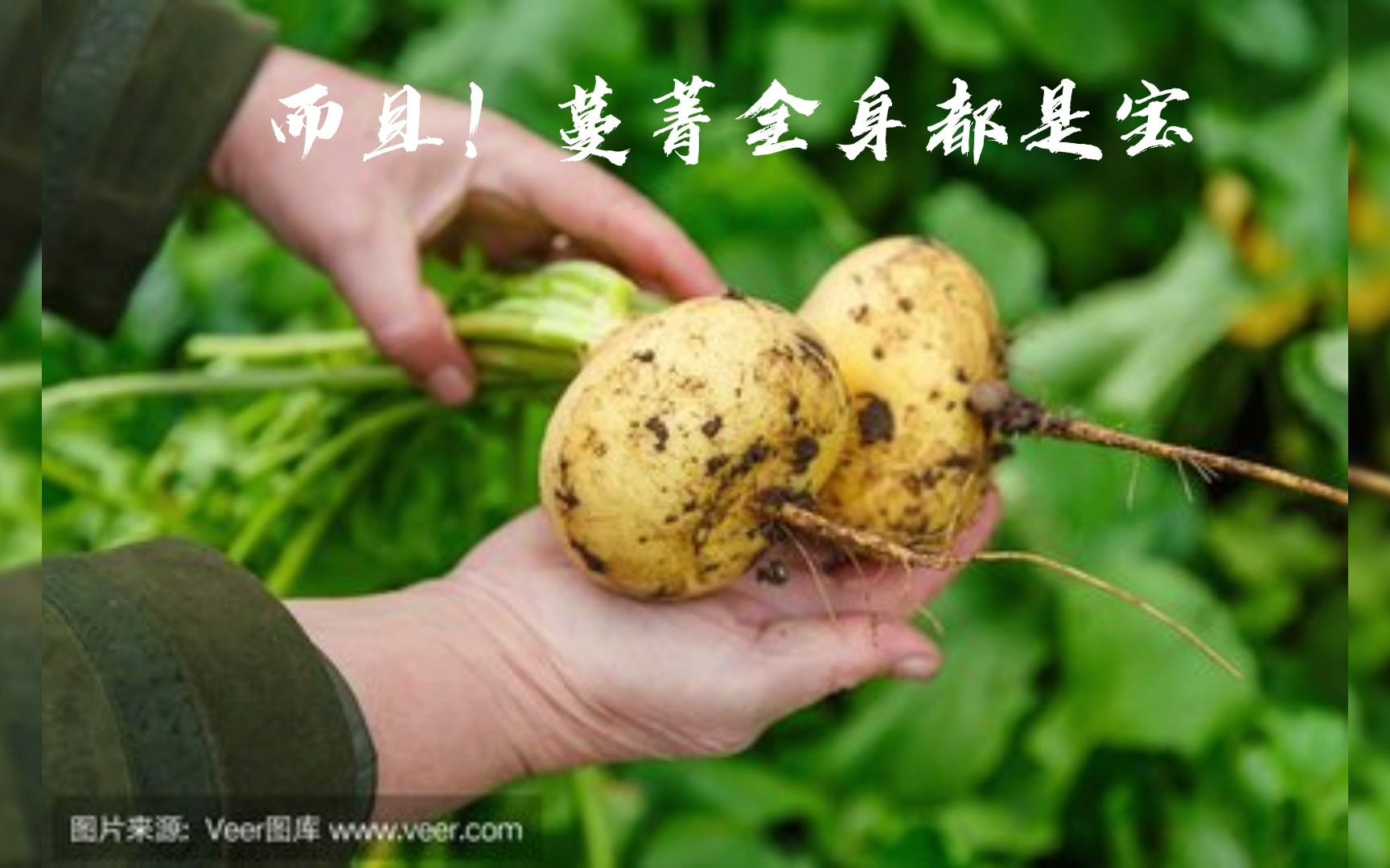 红蔓菁的功效与作用(红蔓菁:美白抗氧化,延缓衰老)