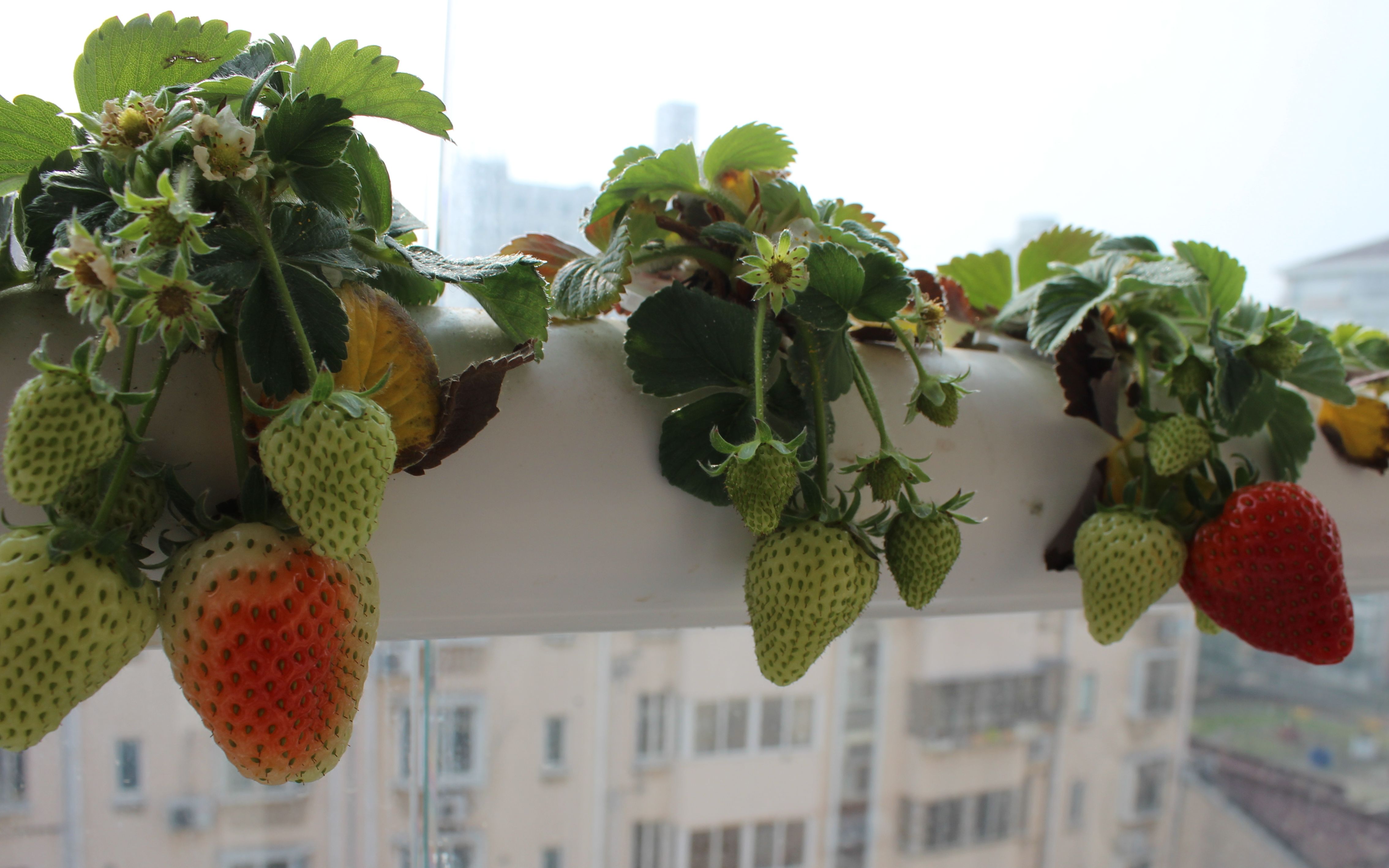 管道水培草莓变红啦