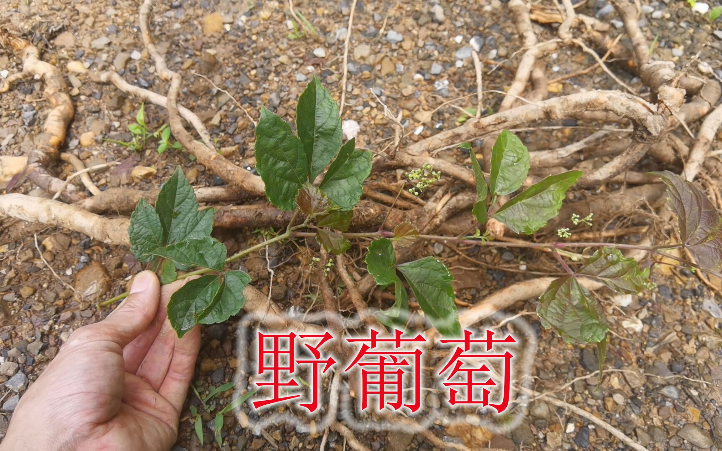 熟悉的植物“野葡萄”,听说根珍贵值钱,小时候吃过藤的嫩茎哔哩哔哩bilibili