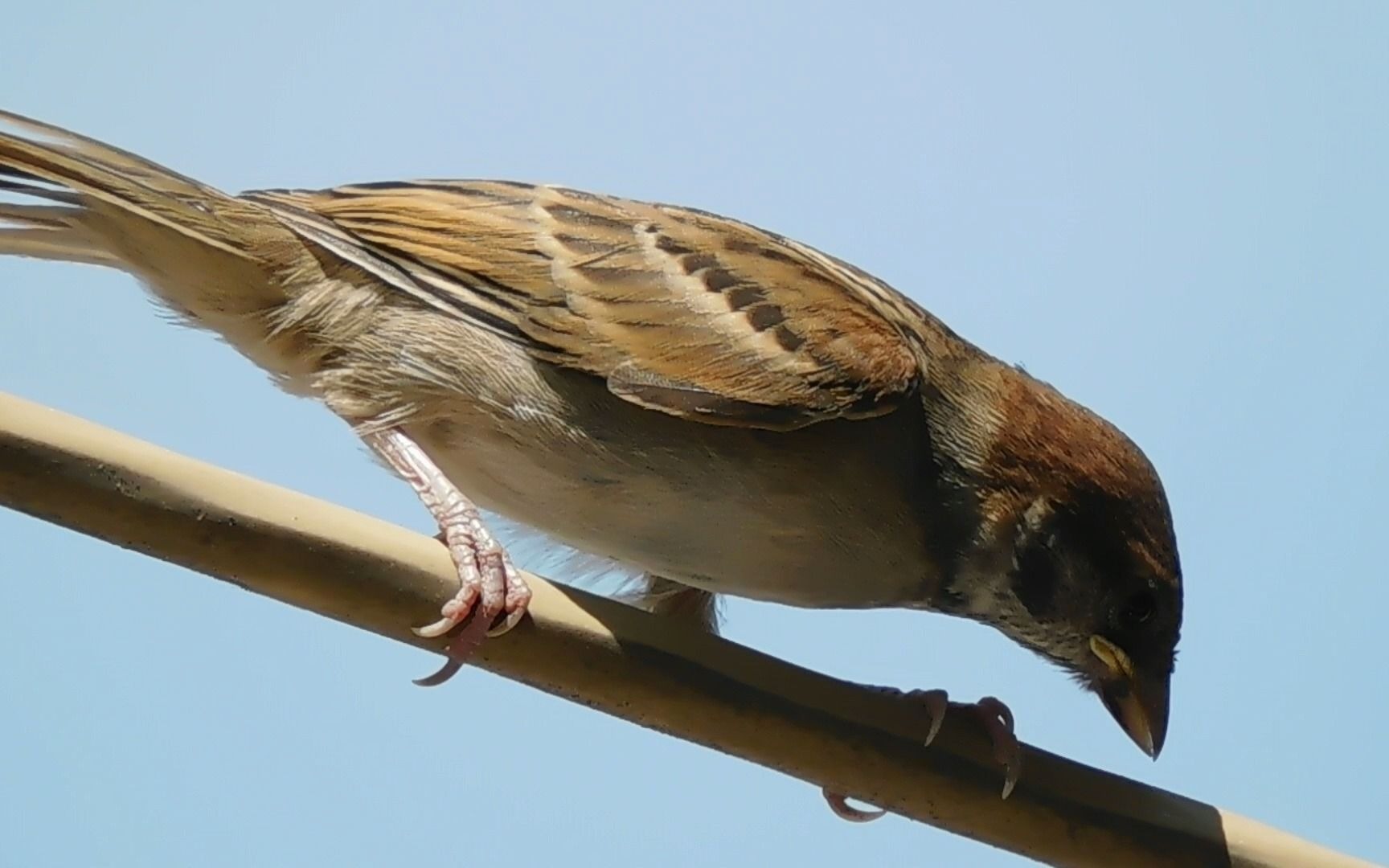 麻雀宝宝,黄口小儿