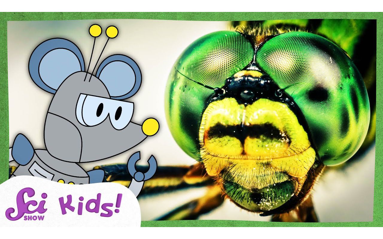 [图]Compound Eyes - Amazing Animal Senses | SciShow Kids