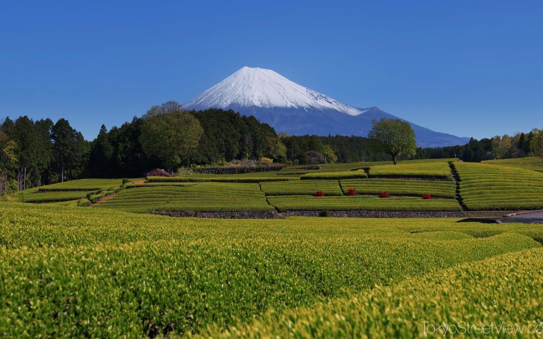 【超清日本】第一視角 靜岡縣富士市 大淵笹場 (4k超清版) 2021.