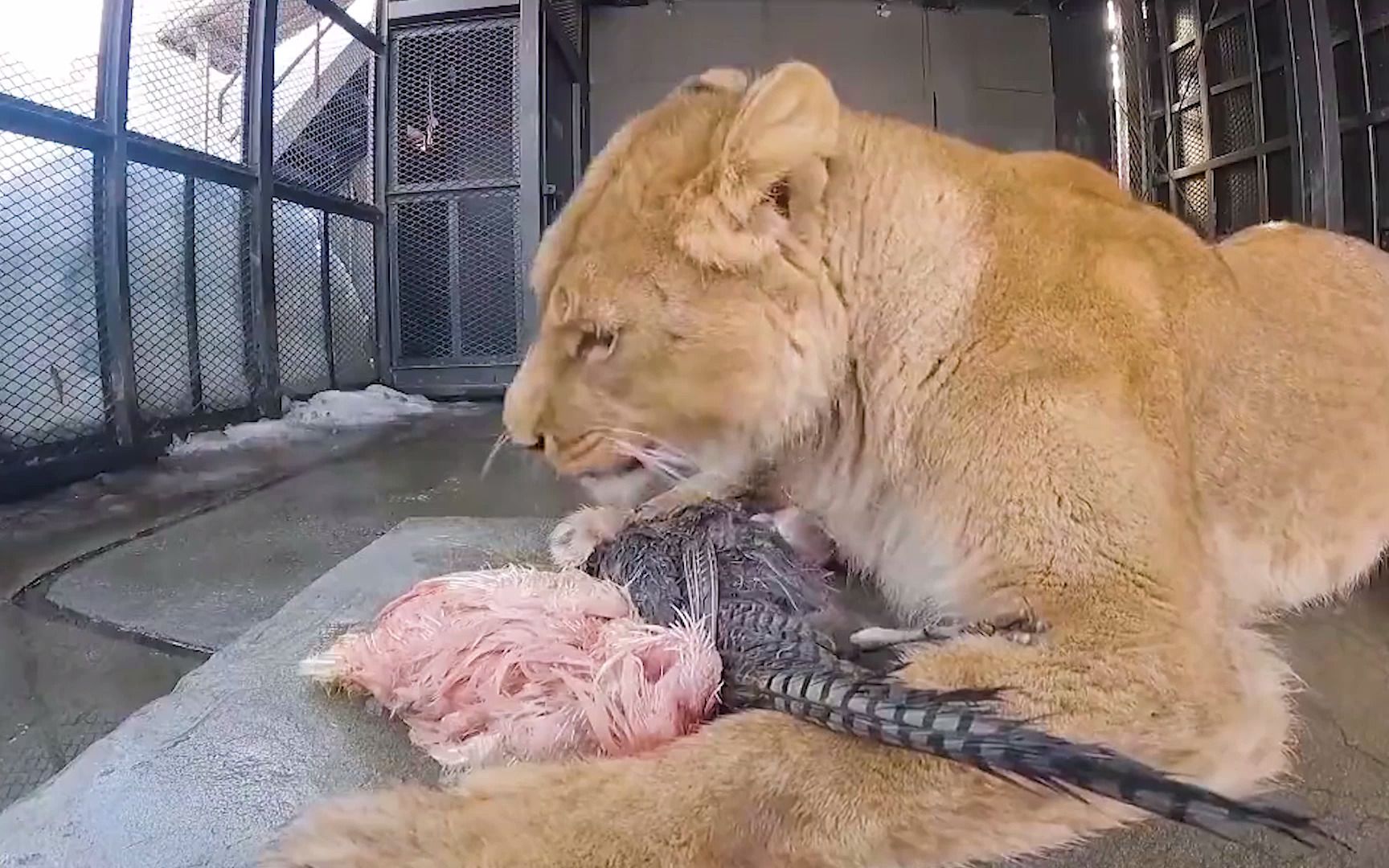 动物园猛兽 狮子吃鸡