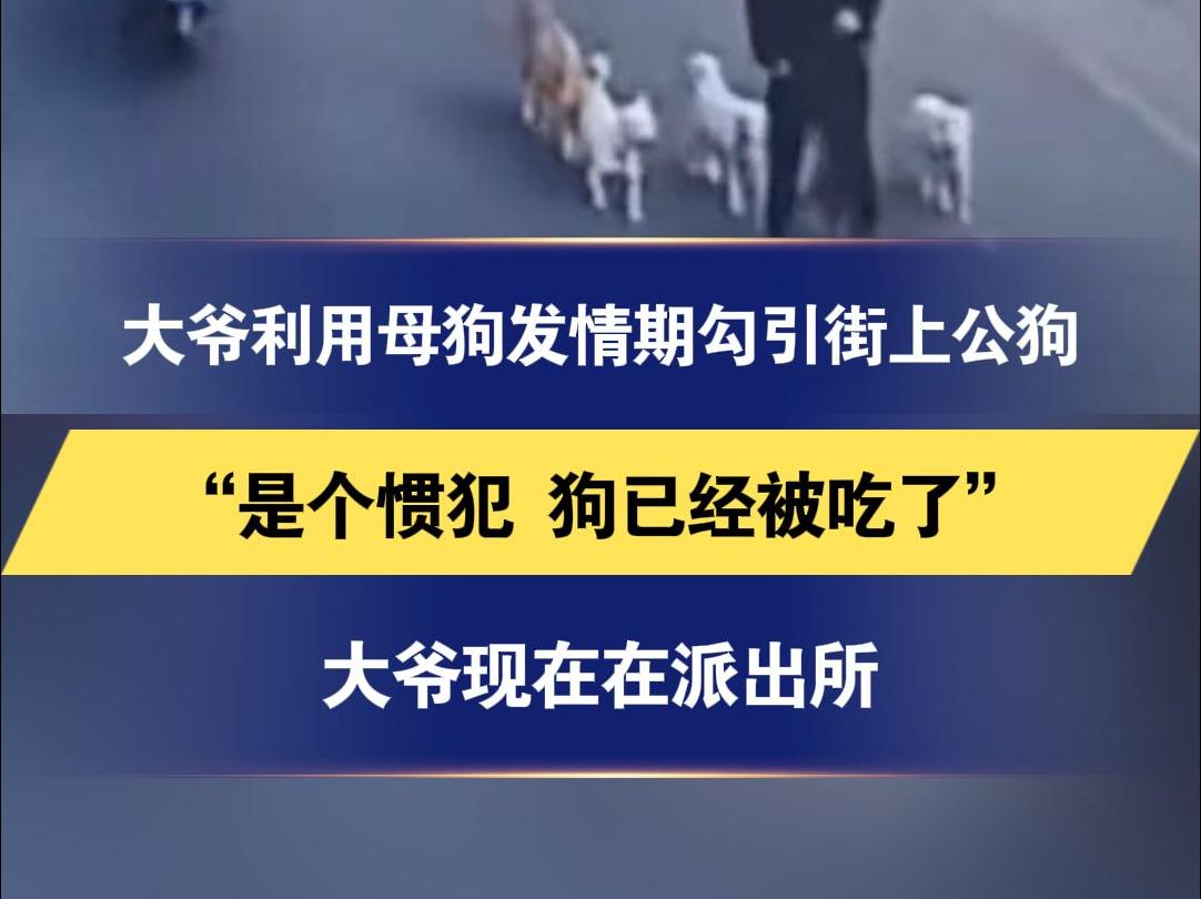 大爷利用母狗发情期勾引街上公狗“是个惯犯 狗已经被吃了”大爷现在在派出所哔哩哔哩bilibili