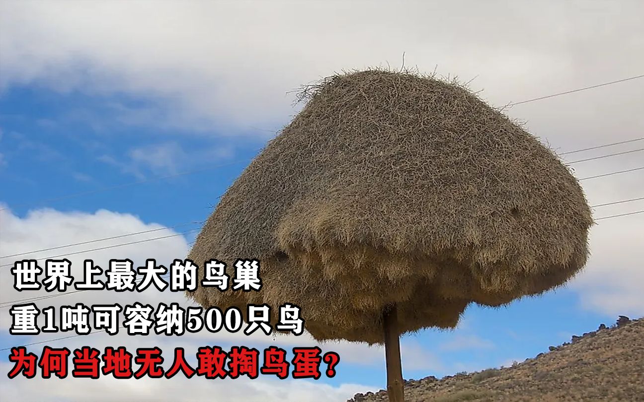 世界上最大的鸟巢,重1吨可容纳500只鸟,为何当地无人敢掏鸟蛋?