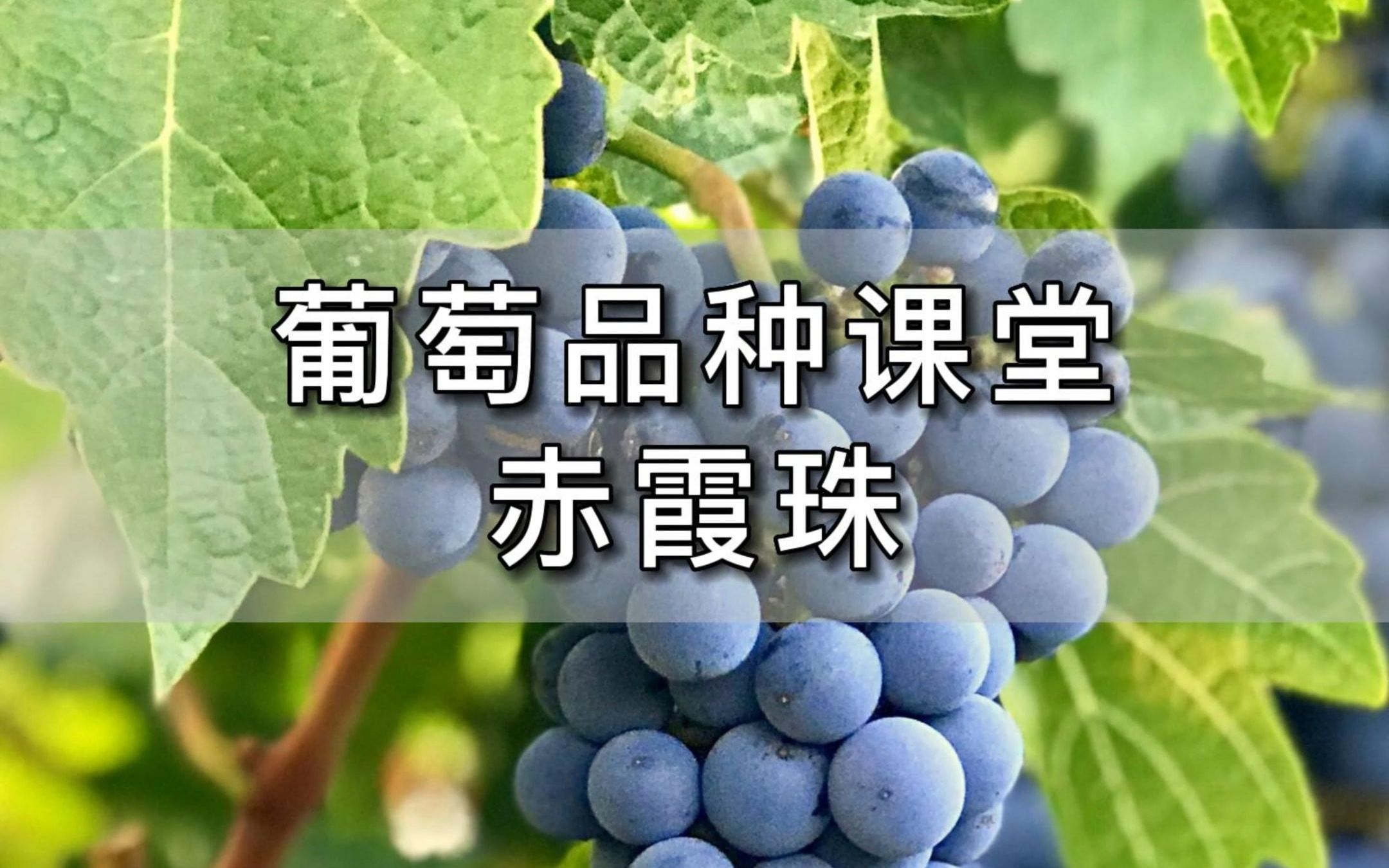 不懂赤霞珠Cabernet Sauvignon,都不好意思找人喝酒了哔哩哔哩bilibili