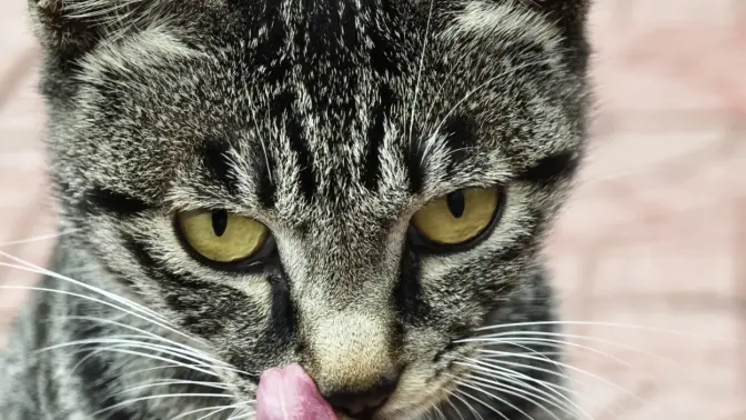 标准的小黑狸花猫