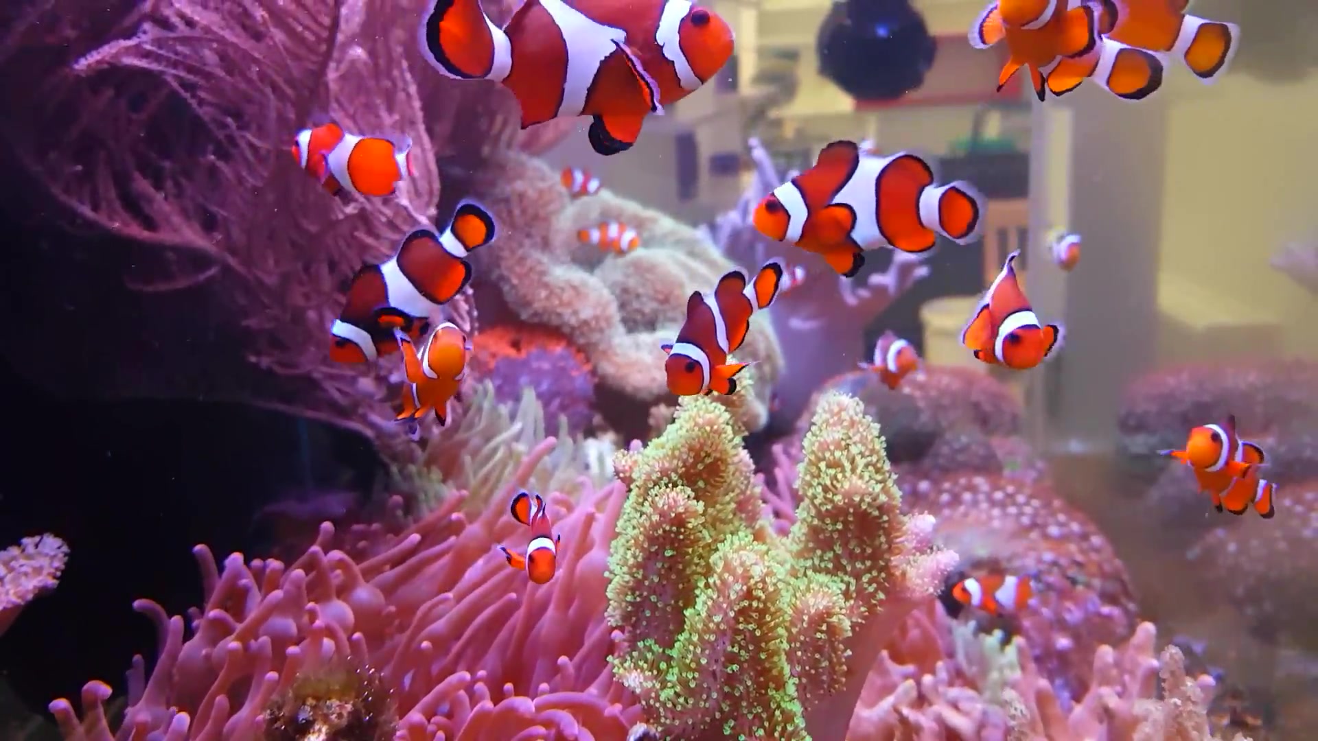 【海缸】养一群超可爱的小丑鱼在适合新手的软体珊瑚缸