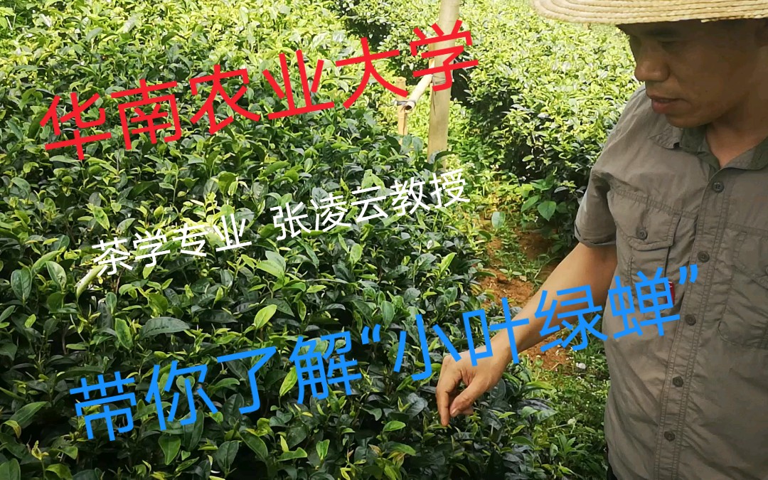 从头绿到尾又爱吃茶的小绿叶蝉到底做错了什么哔哩哔哩bilibili