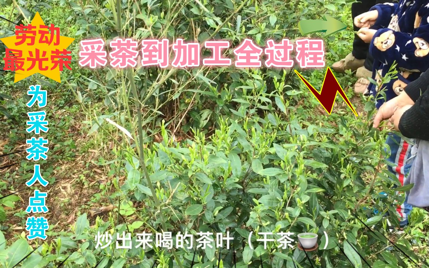 [图]实拍竹乡人从采摘茶叶到加工全过程，看完后发现采茶人真辛苦