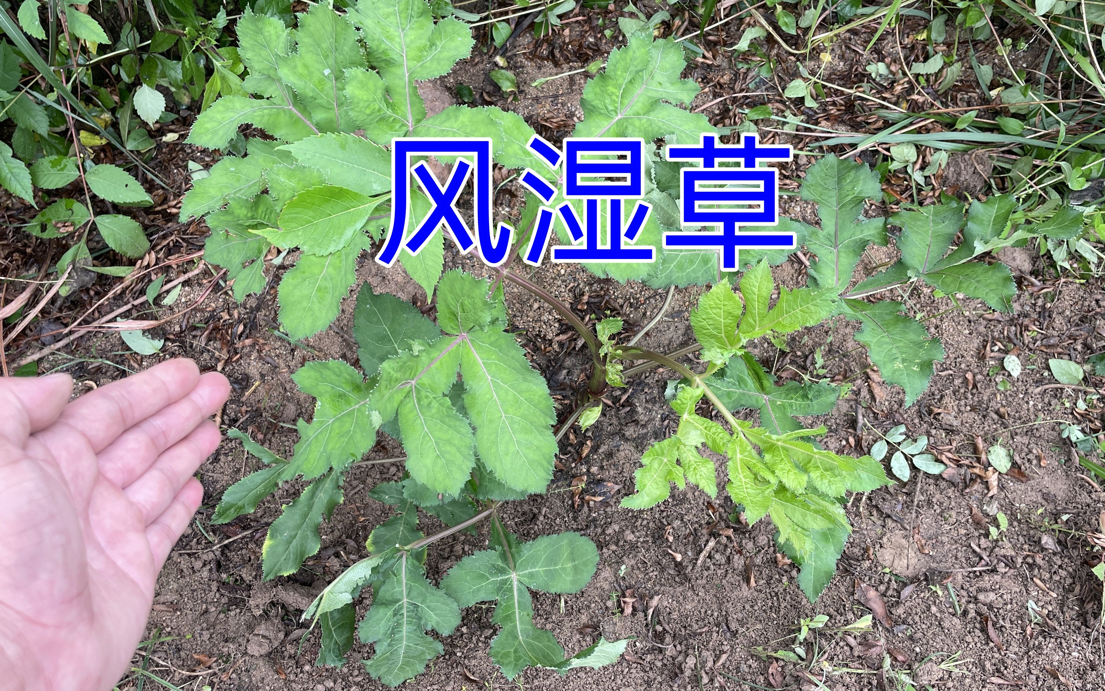 农村不起眼的"风湿草",煮水一小时泡脚帮助大,赶紧认识一下吧