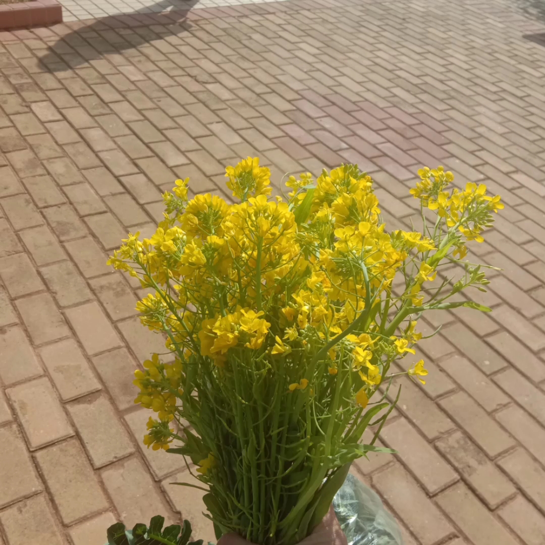 送你一束油菜花_哔哩哔哩_bilibili