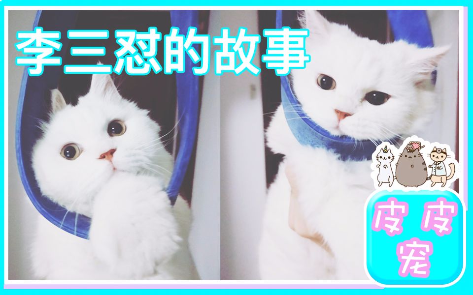 [图]【从皮肤病小丑猫到猫美男李三怼】静可咔嚓咔嚓当珠宝钻石模特，动可呲溜呲溜遛猫不用牵引绳。李三怼才不是没人要的小丑猫！