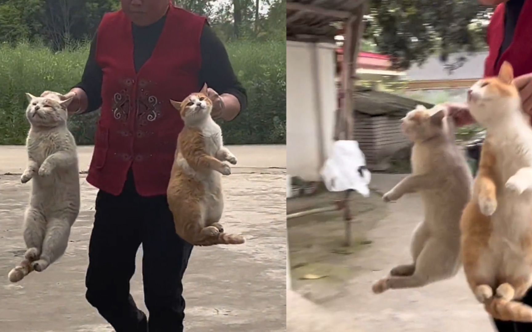 奶奶拎两只贪玩猫咪回家,抓住后脖颈教训不停:耗子不逮还到处跑哔哩哔哩bilibili