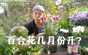 Скачать видео: 百合花几月份开？没有固定时间，种下后1个月就能开