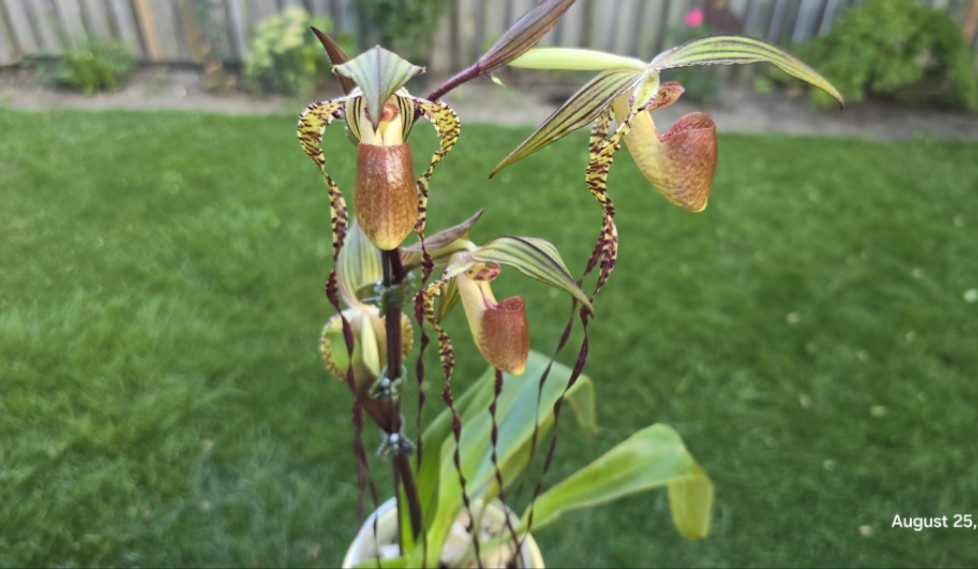 Sophie's Garden 罕见兰花 Paph. sanderianum x adductum哔哩哔哩bilibili