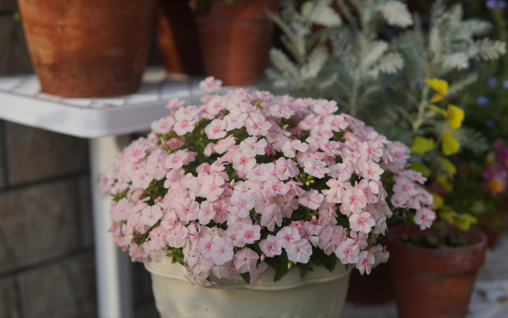 带你们看看花爱诗鲑鱼福禄考只要浇浇水施施肥就能开爆花