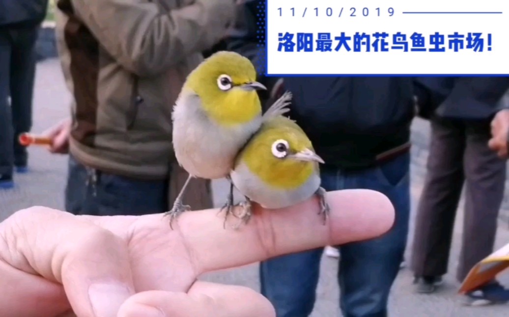 带你逛洛阳最大的花鸟鱼虫市场——虎头凤:鸟中的“范冰冰”哔哩哔哩bilibili